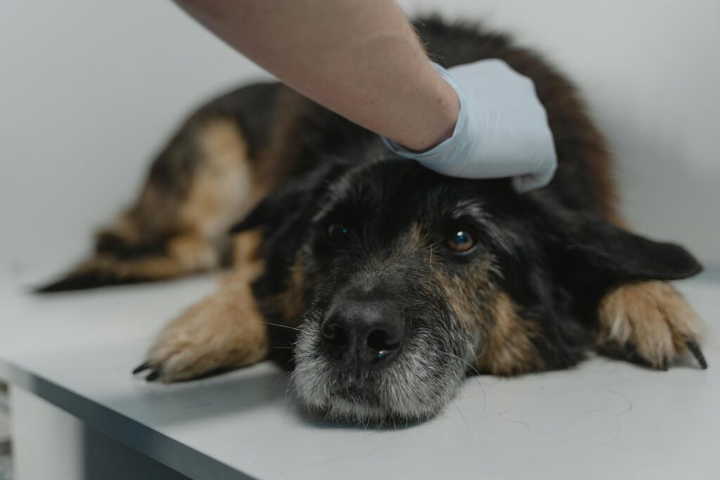 physical therapy for dogs