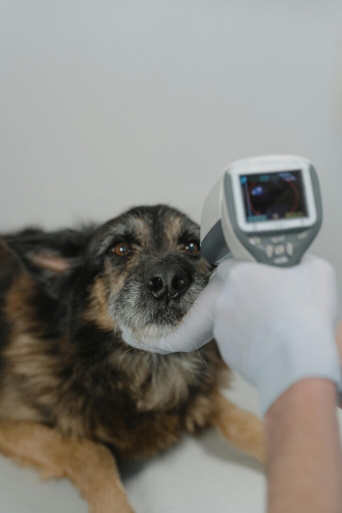 Vet using infrared thermometer on a dog for temperature check in clinic