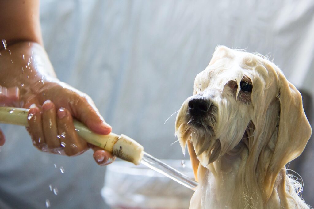animal, nature, dog, bath, canine, friend, pet, mammal