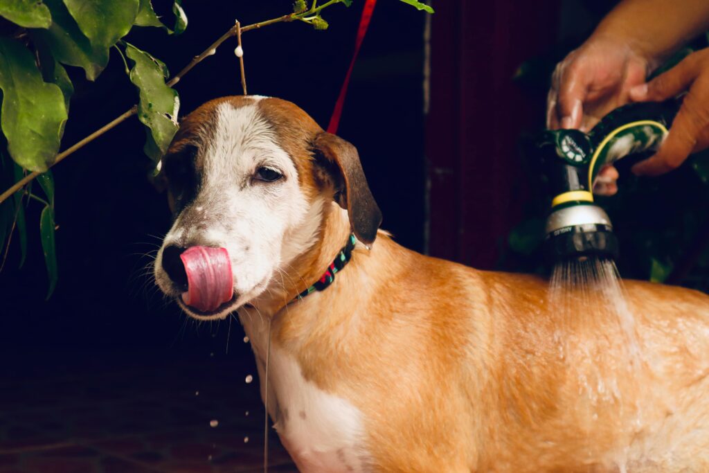 A happy dog receives a refreshing bath with a handheld shower outdoors.