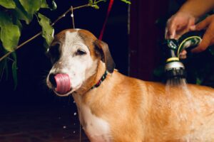 A happy dog receives a refreshing bath with a handheld shower outdoors.