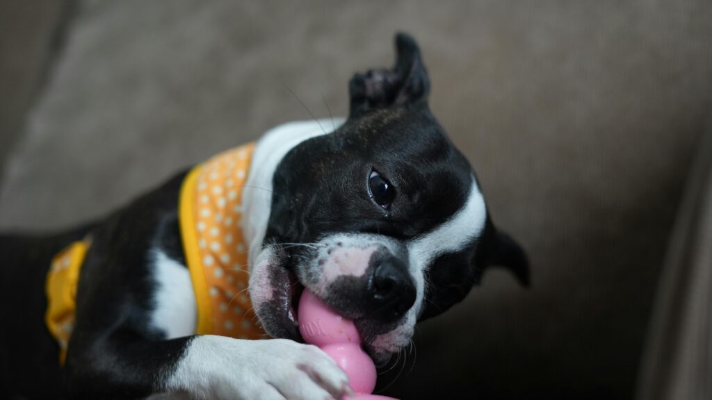 deworming your dog