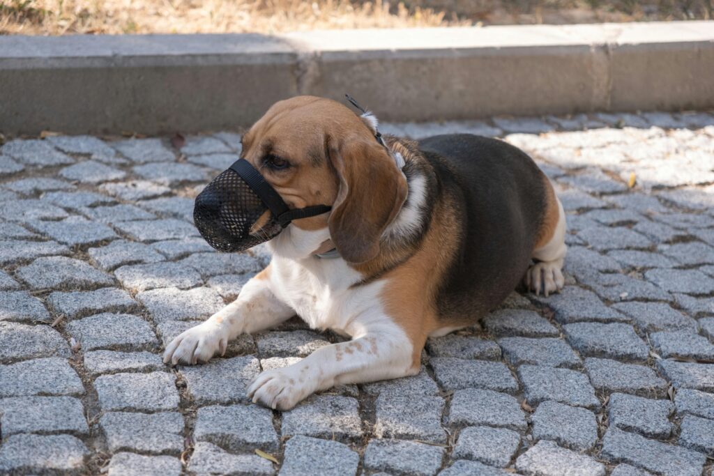 A beagle dog with a muzzle resting on a stone pavement in İzmir, Türkiye.